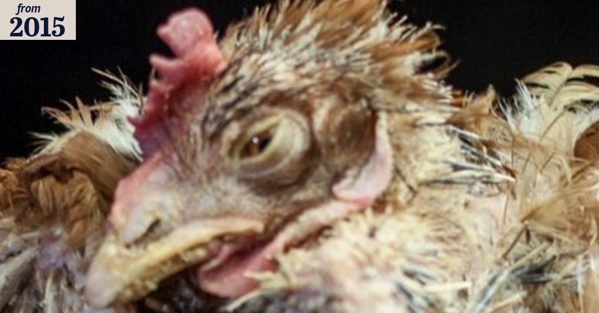Chicken farmer denies mistreating birds after activists release photos