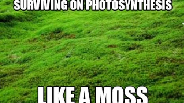 This moss gets it.