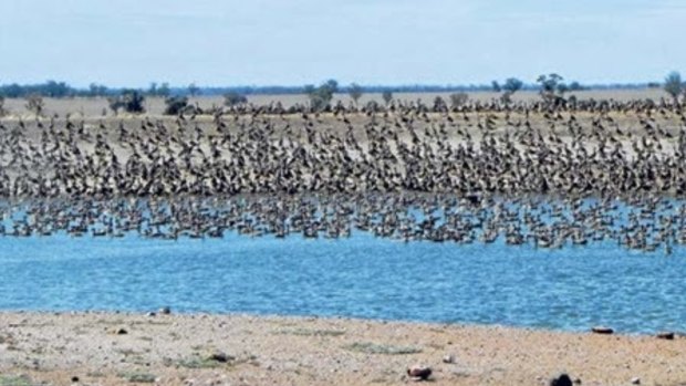 Mia Hunt's photograph of a large flock of ducks.