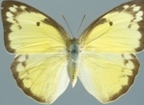 The Lemon Migrant Butterfly. Photo: Queensland Museum