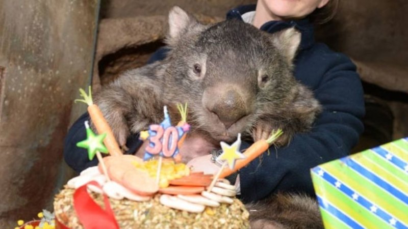 Patrick the wombat: He's 30 and ready to hit Tinder