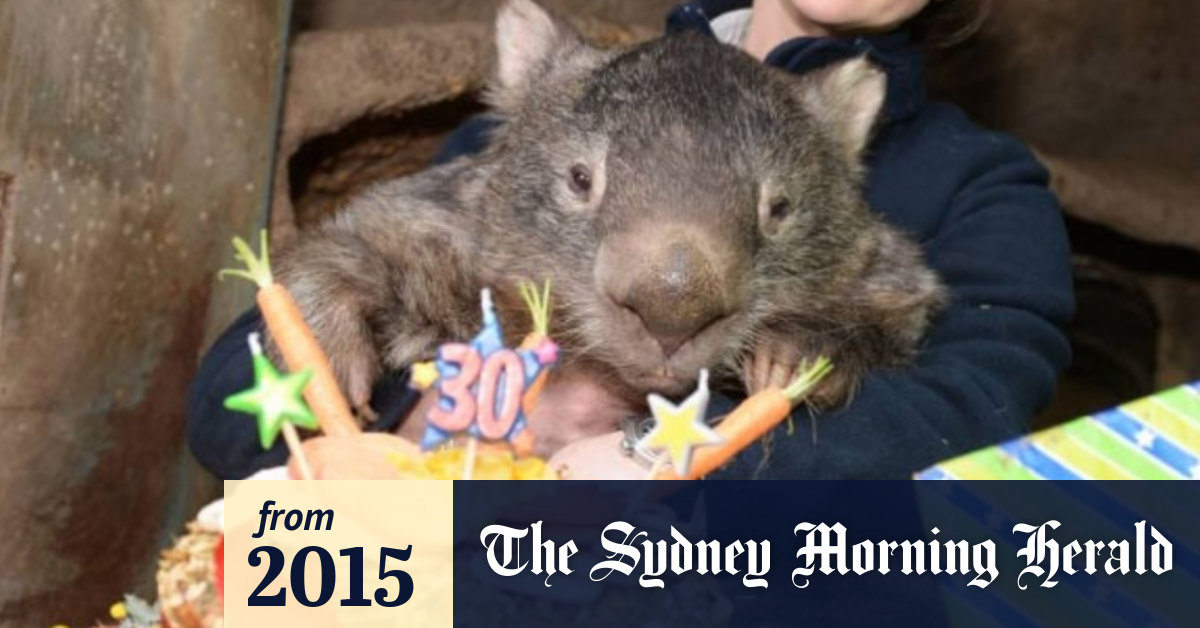 Get Wallpaper Patrick The Wombat He S 30 And Ready To Hit Tinder Desktop Wallpaper Free