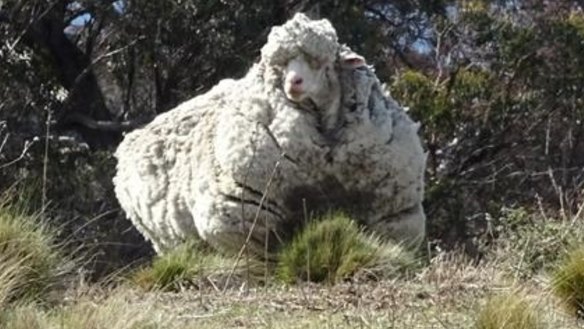 Chris the sheep lugged around more than 40 kilograms of wool before undergoing a major shearing operation on Thursday.