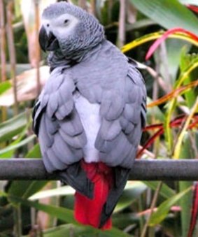 An African grey parrot.