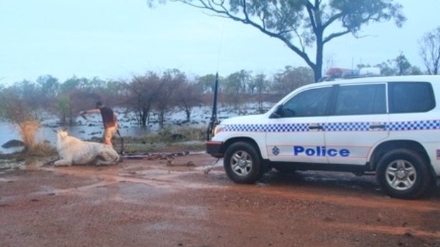 A police car helped pull the cow out of flood waters.