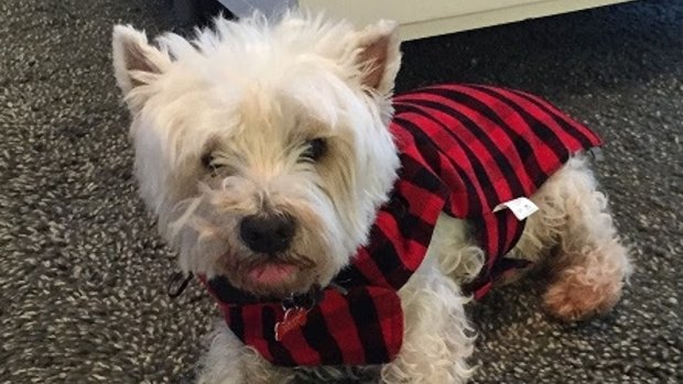 Scruffy, the 17-year-old terrier, was found dead in a Bardon backyard on Friday.