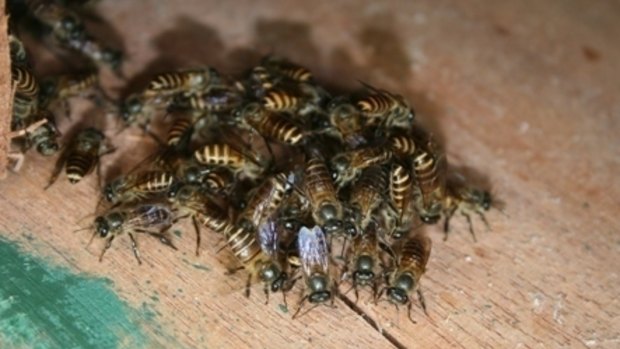 Asian honey bees first arrived in Australia in a ship's mast.

 