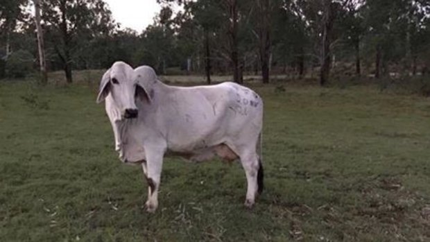 Local woman Tammy Venz posted a photo of this Brahman to Facebook to try and find it's owner.