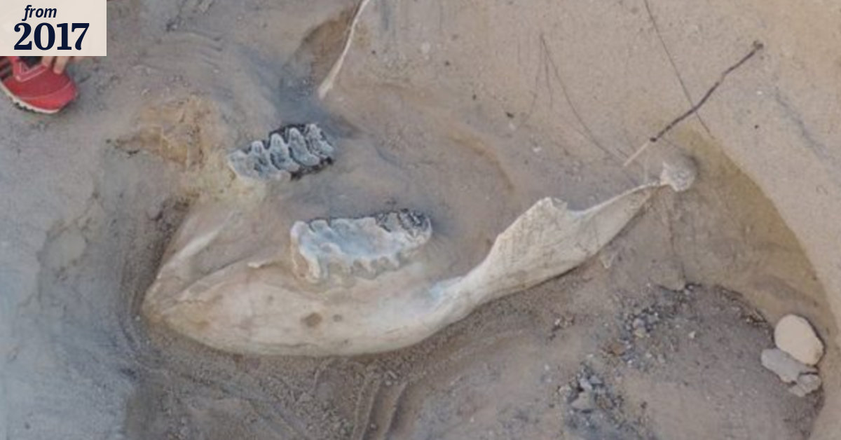 These boys thought they'd found a 'rotten cow' but it was a million ...