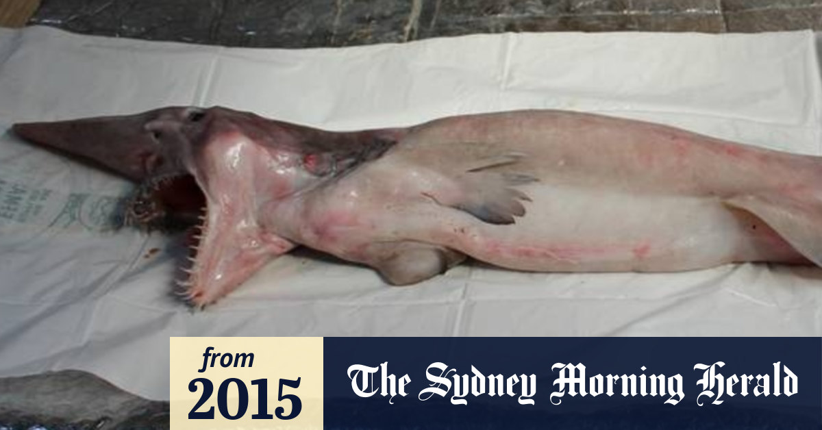 Goblin shark known as 'living fossil' trawled from NSW south coast