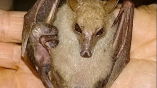 The tiny bat - with an even smaller "pup" was a rare find in the Buderim forest.
