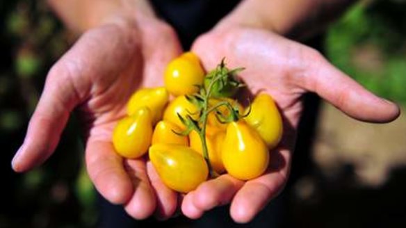 Get children accustomed to trying different foods - for example yellow tomatoes instead of red ones. 