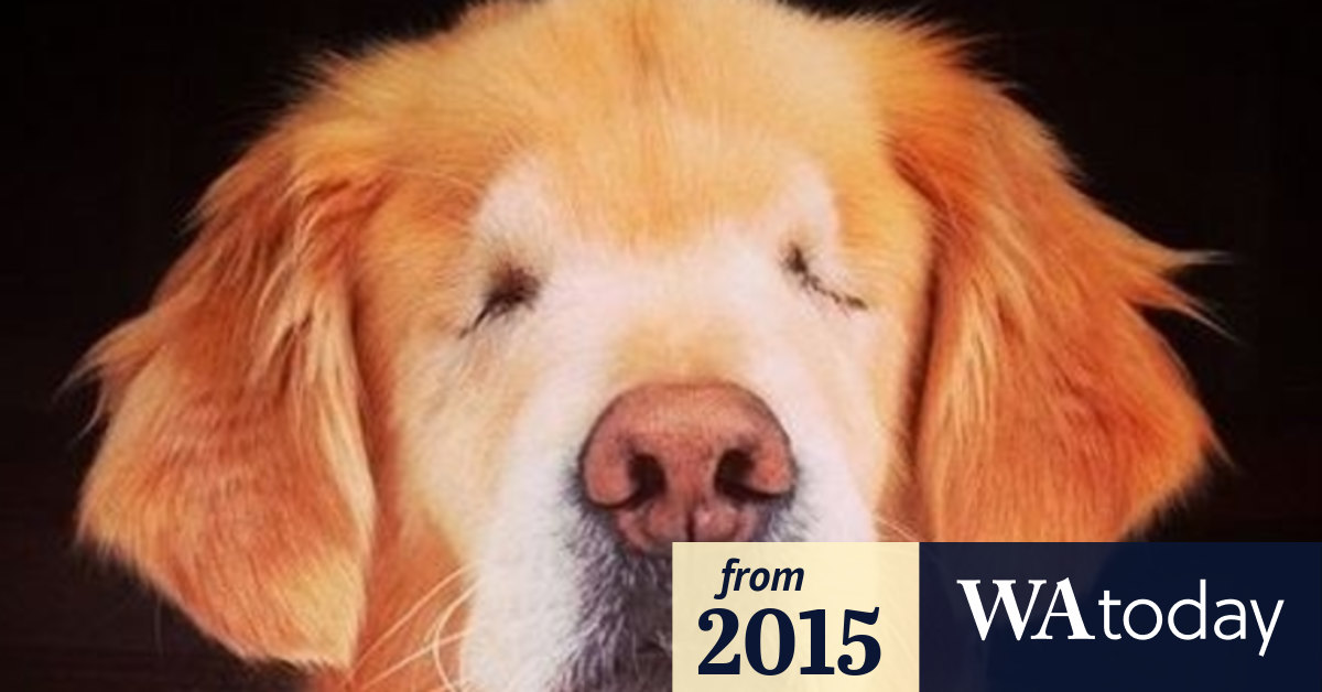 Meet Smiley, the blind dog who's a sight for sore eyes