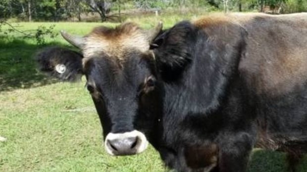 This 10-month-old steer shares the same hairstyle as Donald Trump.