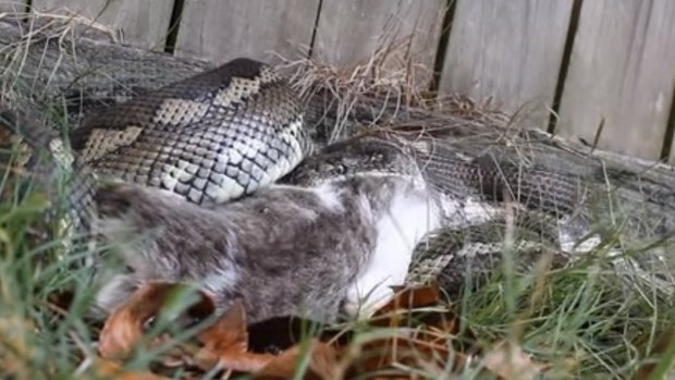 A snake catcher filmed a python consuming a pet cat at Sunnybank Hills.
