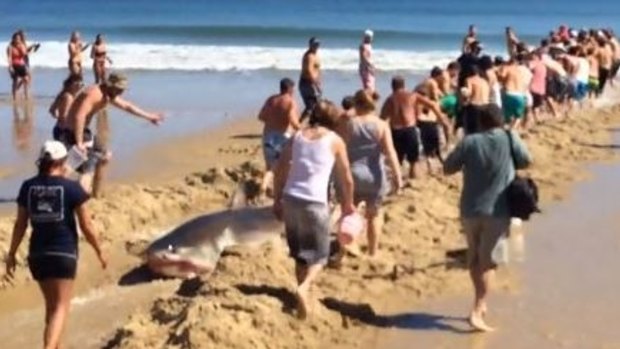 Beachgoers dragging the shark back into the ocean on Cape Cod, Massachusetts.