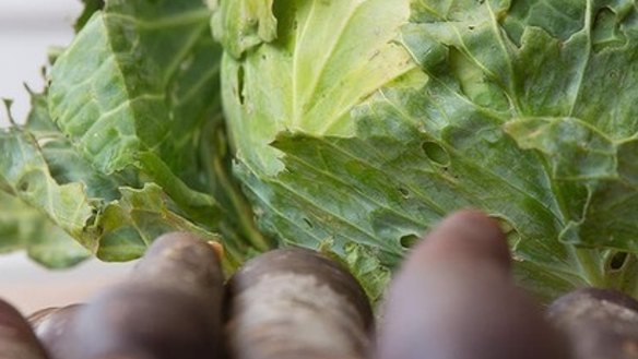 Sauerkraut with heirloom carrots: A crucial first step is to source quality, organic produce thriving with good bacteria.