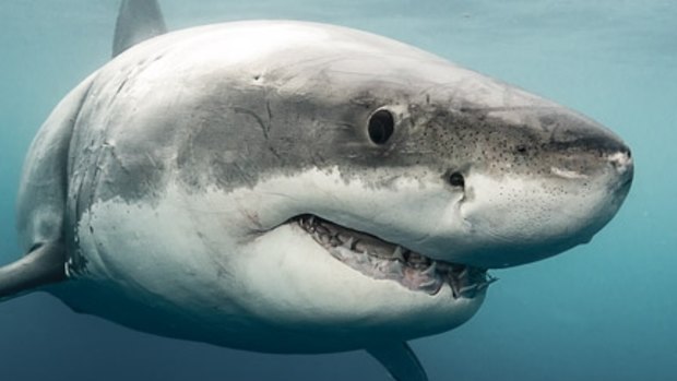 There has been a surge in the number of marine creatures caught in NSW shark nets.