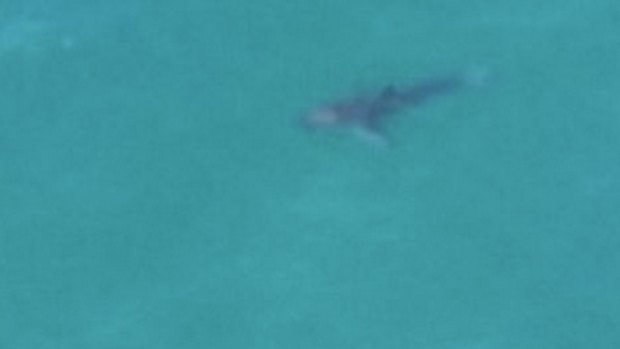 One of the sharks seen by Air T&G Helicopter Services at Lennox Heads Beach on Sunday.