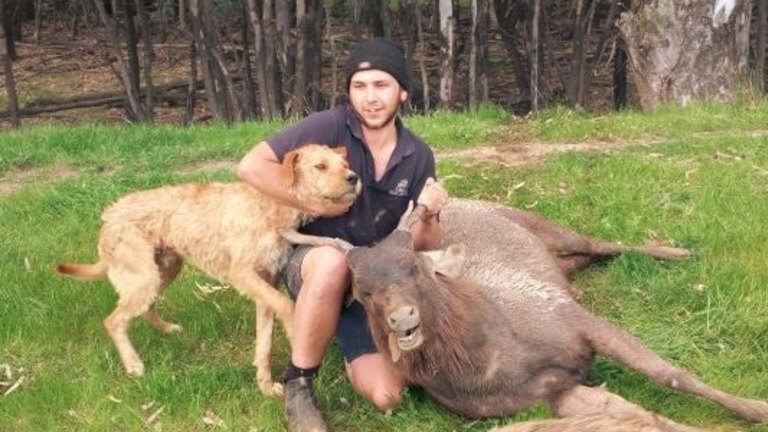 Six months in prison for man who trained dogs to hunt, kill wild Australian  animals