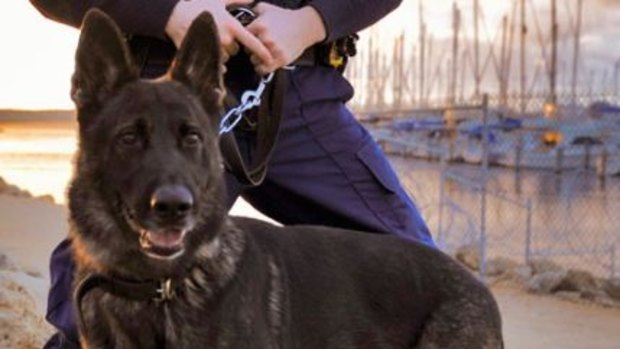 Police dog Rumble is yet to be diagnosed but was told to be stable.
