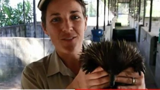 A Currumbin Wildlife Sanctuary carer takes care of a friend of Piggie, after he was taken on Saturday night.