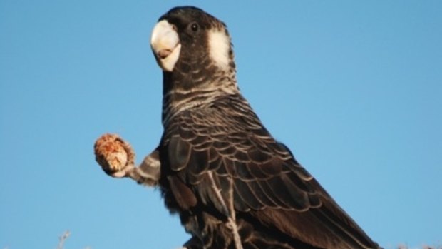 An endangered Carnaby's black cockatoo at the Underwood Avenue site. 