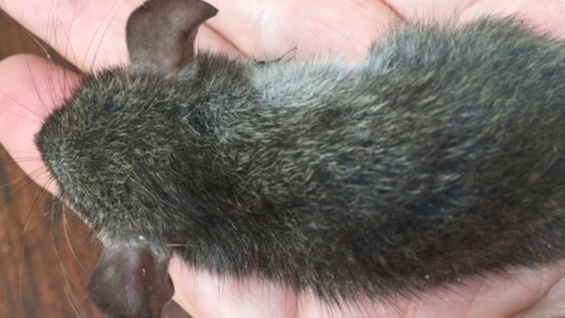 The Fate Of One Small Mouse Hints At A Huge Problem For Australia