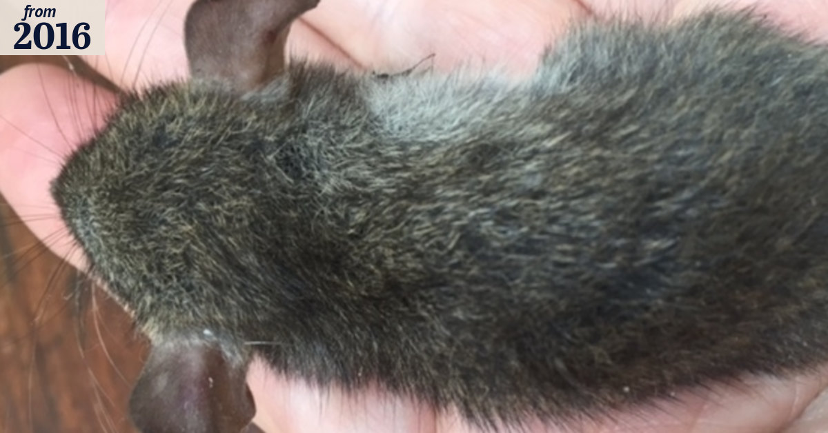 The fate of one small mouse hints at a huge problem for Australia