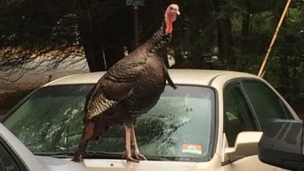 A wild turkey perched on the hood of a Honda Accord in Hillsdale, New Jersey, last autumn. 