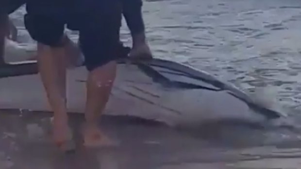 Bondi Rescue lifeguards were among those who tried to save this injured dolphin washed up on Bondi Beach.