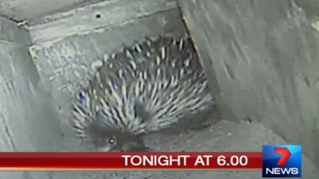 Security footage of the echidna enclosure at Currumbin Wildlife Sanctuary, where Piggie was taken from.
