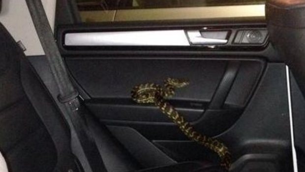 Richie Gilbert forgot to tell his wife Nat this snake was lost in their car.