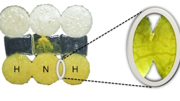 A habituated slime mould (H) connecting with a naive slime mould (N). You can see a vein forming between the two moulds at the point of contact.