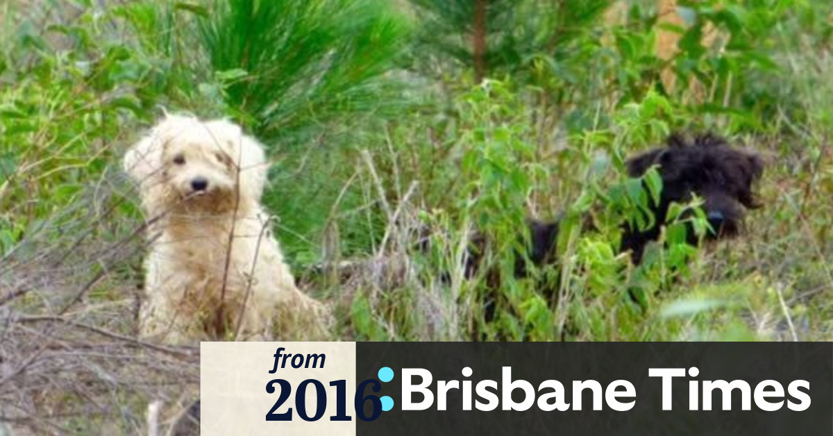 Puppies, dogs dumped at Sunshine Coast plantation