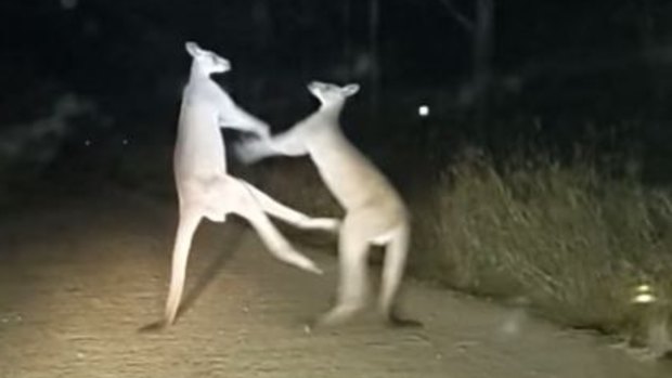 Two kangaroos duke it out on the road in Central Queensland.