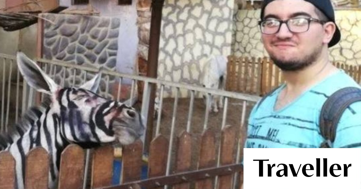 Egyptian zoo accused of painting donkeys to look like zebras