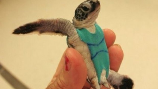 Researchers had to design 'turtle nappies' to collect samples for a study.