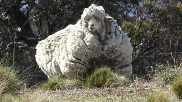 Chris the sheep lugged around more than 40 kilograms of wool before undergoing a major shearing operation on Thursday.