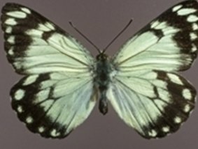 Casper White Butterfly.  Photo: Queensland Museum