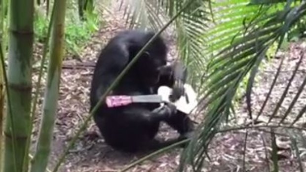 Holly the chimp plays her ukelele at Rockhampton Zoo.