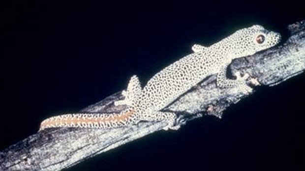 A golden-tailed gecko.