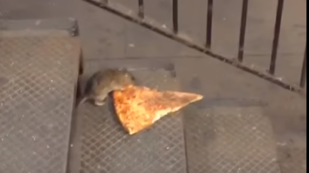 A video of a rat hauling a piece of pizza down a flight of stairs went viral online. 