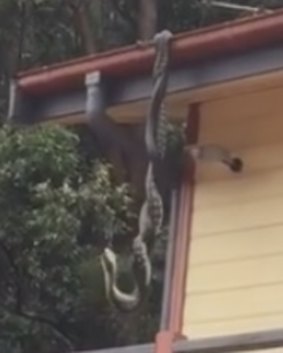 The two pythons were wrapped around themselves while hanging from their tails.