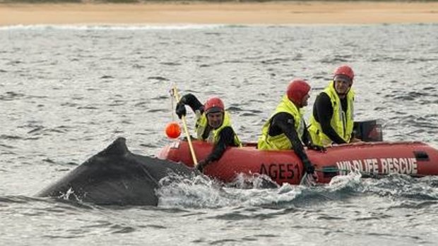 National Parks crews mount the rescue operation tracking the whale from Narooma down to Bermagui where it was cut free.