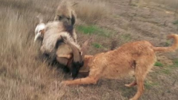 A large goat is attacked by three dogs, in a Snapchat video found on Kennedy's phone.