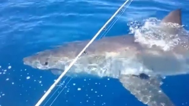 Two fishermen had a close encounter with a great white shark on Thursday.