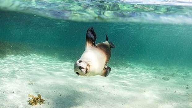 Swimming with sea lions in South Australia. 