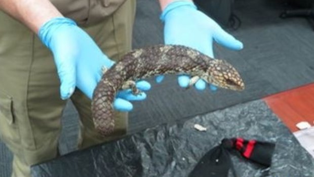 The lizards were found inside mail items bound for Hong Kong.