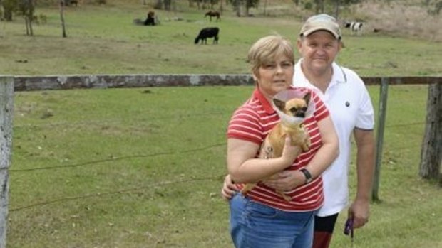 Debra and Garry Auld nearly had their purebred chihuahua, Bella taken from their property by a wedge-tailed eagle.